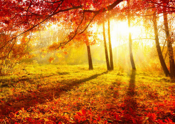 Осеннее солнце подсвечивает красные листья дерева