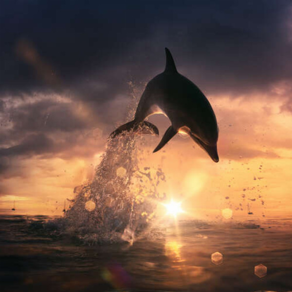 Силуэт дельфина, выпрыгивающего из воды