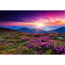 Ніжні фіолетові квіти пишно розцвіли на гірському схилі
