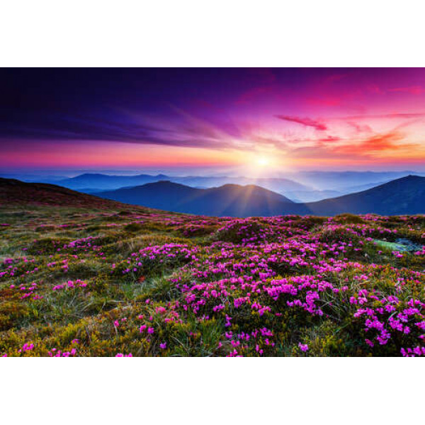 Ніжні фіолетові квіти пишно розцвіли на гірському схилі