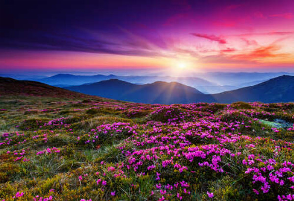 Нежные фиолетовые цветы пышно зацвели на горном склоне
