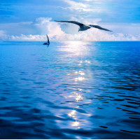 Белокрылая чайка летит над тихой морской водой