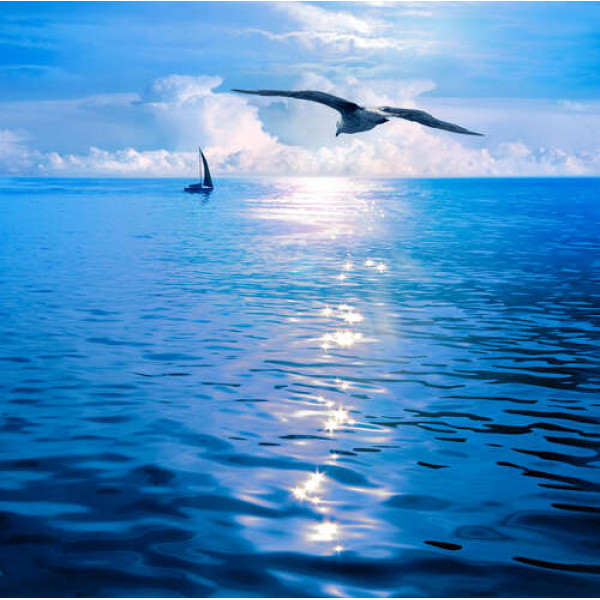 Білокрила чайка летить над тихою морською водою