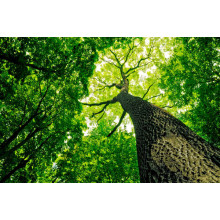 Могутній стовбур дерева тягнеться зеленою кроною до неба