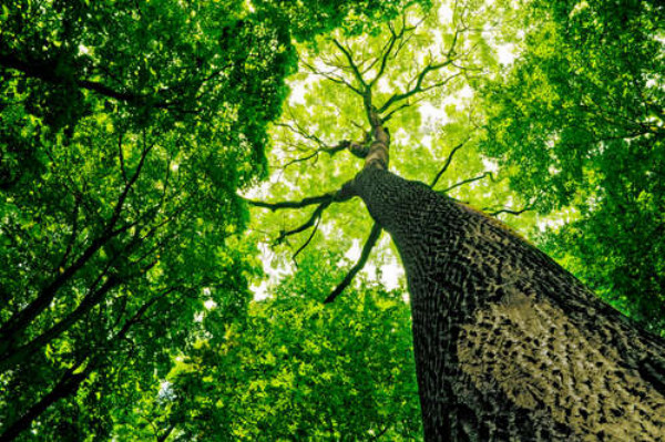 Мощный ствол дерева тянется зеленой кроной к небу
