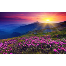 Ніжні рожеві квіти зустрічають ранок у горах