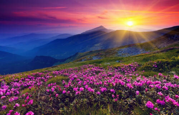 Нежные розовые цветы встречают утро в горах