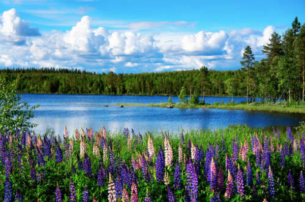 Летние цветы люпина укрыли берег лесного озера