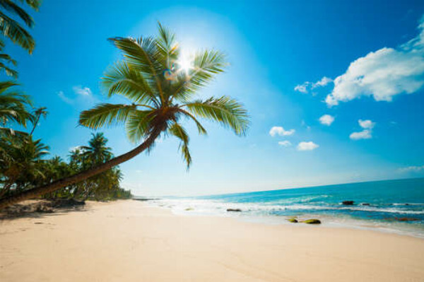 Ветвистая пальма свисает над песчаным тропическим берегом