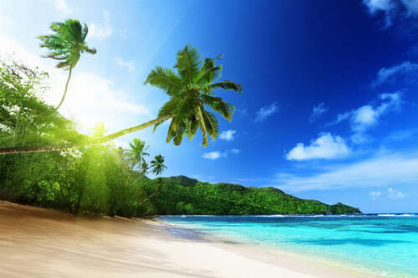 Тропические деревья бросают тень на песчаный пляж