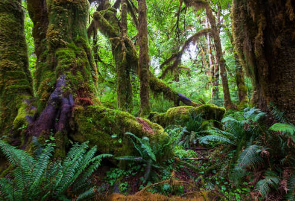 Гігантські стовбури дерев у джунглях обросли мохом