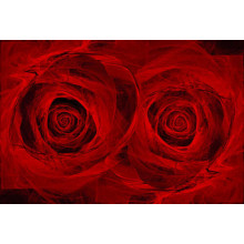 Красные лепестки роз на черном фоне