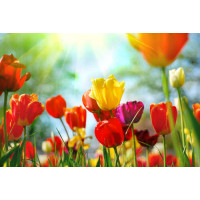 Сонце дарує промені тепла пишним квітам тюльпанів
