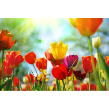 Сонце дарує промені тепла пишним квітам тюльпанів