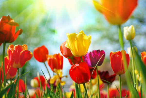 Солнце дарит лучи тепла пышным цветам тюльпанов