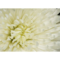Маленькі ніжні пелюстки білої квітки хризантеми