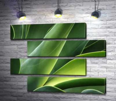 Модульна картина "Великі соковиті листки тропічної рослини агави"