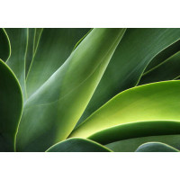 Большие сочные листья тропического растения агавы
