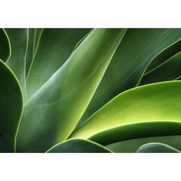 Великі соковиті листки тропічної рослини агави