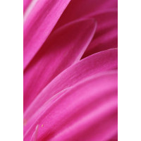 Розовый бархат ярких лепестков хризантемы