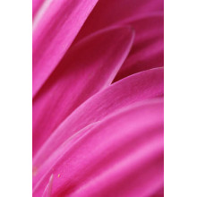 Розовый бархат ярких лепестков хризантемы