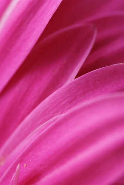 Рожевий оксамит яскравих пелюсток хризантеми