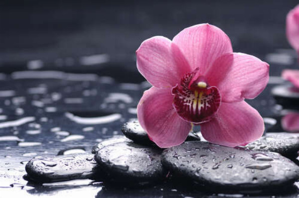 Нежная орхидея с яркой серединкой лежит на черных гладких камнях