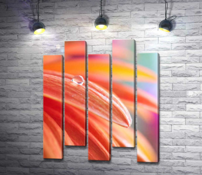 Прозрачная капля росы стекает по шелковистому лепестку хризантемы