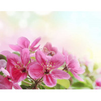Ветка розовых цветочков яблони