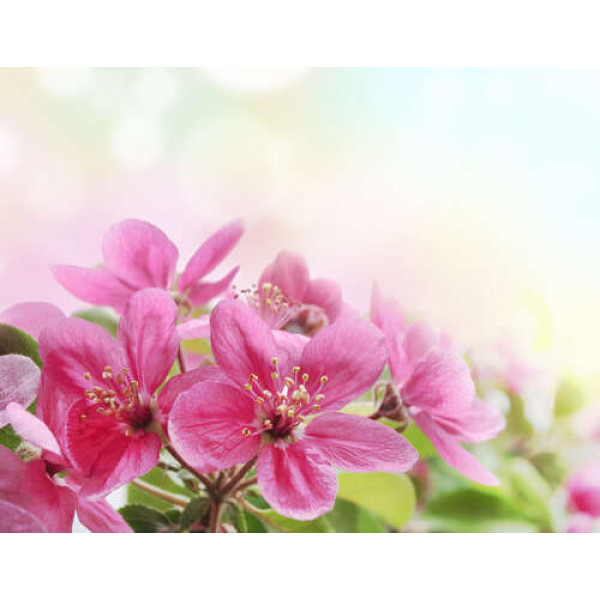 Гілка рожевих квіточок яблуні