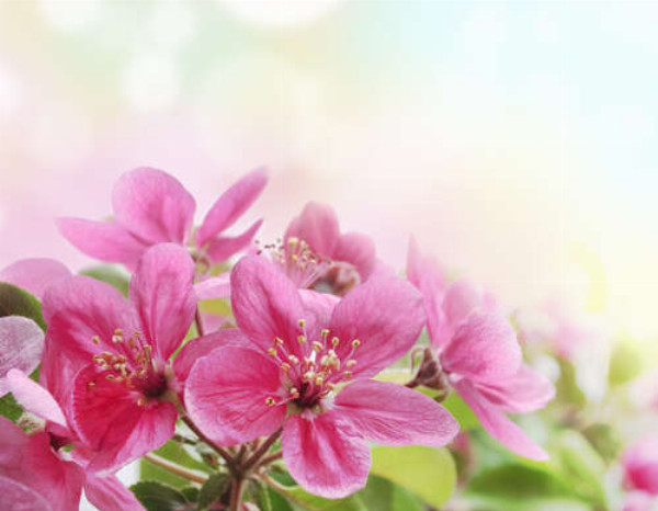 Ветка розовых цветочков яблони