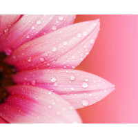 Розовые лепестки герберы покрытые жемчугом росы