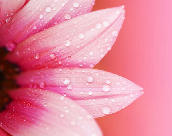 Розовые лепестки герберы покрытые жемчугом росы