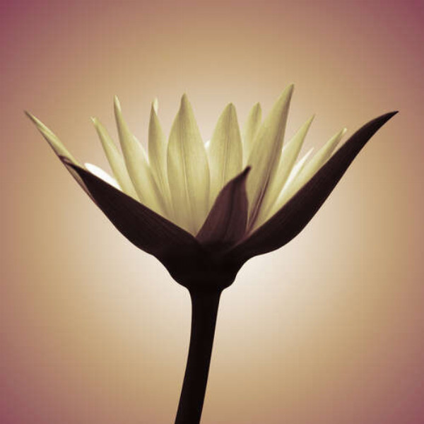 Нежно-пастельный силуэт цветка лотоса