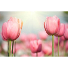 Рожеві голівки тюльпанів тягнуться до весняного сонця