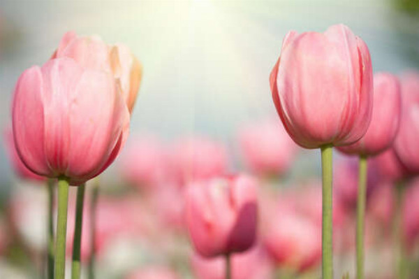 Розовые головки тюльпанов тянутся к весеннему солнцу