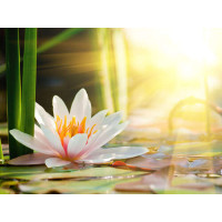 Солнце ласково согревает белоснежный цветок лотоса