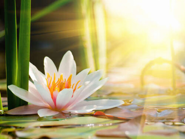 Солнце ласково согревает белоснежный цветок лотоса