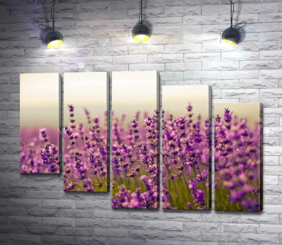 Модульна картина "Пахучі квіти лаванди пишним килимом вкрили кущі"