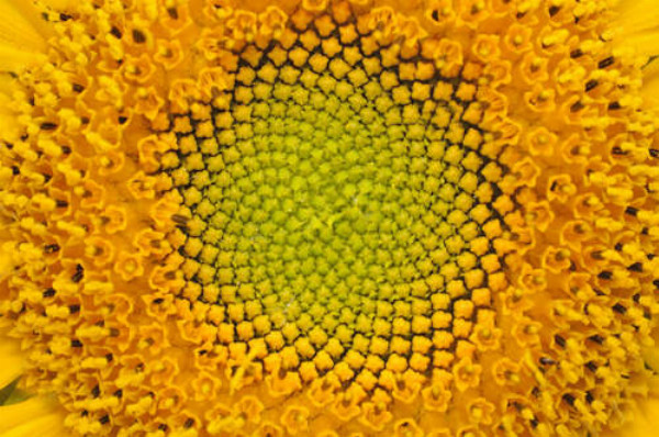 Симетричність орнаменту серединки соняшника