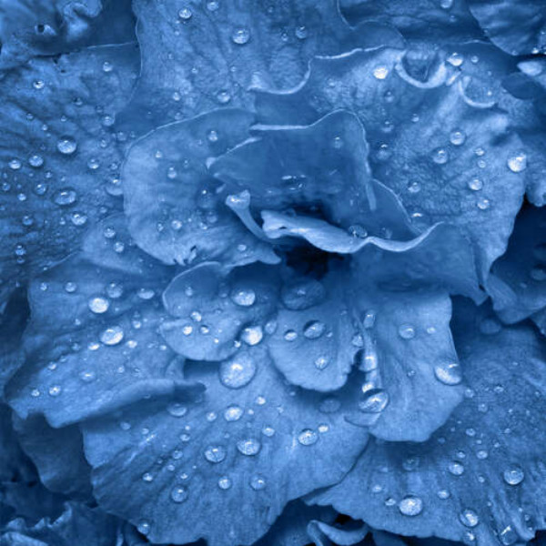 Блакитна квітка гортензії вкрита краплями роси