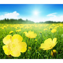 Яскраві краплі жовтих квітів жовтецю на зеленому килимі трави