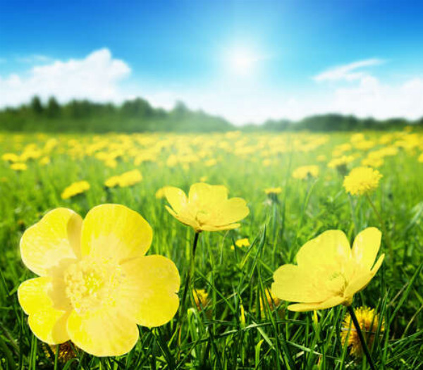 Яркие капли желтых цветов лютика на зеленом ковре травы