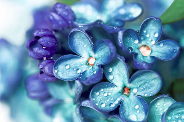 Голубые цветы сирени покрытые бусинами росы