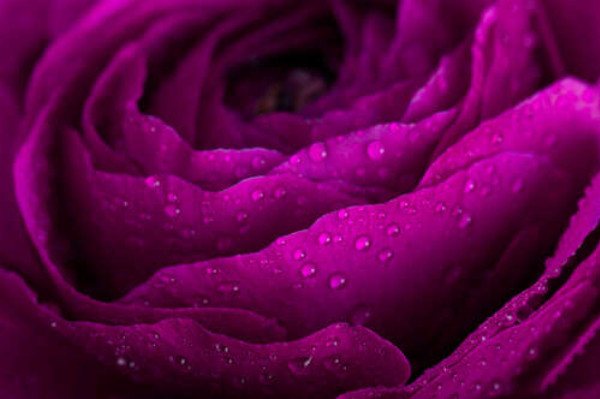 Пышная роза цвета бордовой страсти