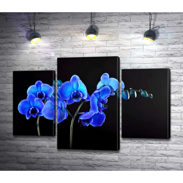 Яскраві квіти блакитної орхідеї