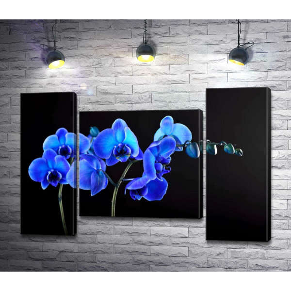 Яркие цветы голубой орхидеи