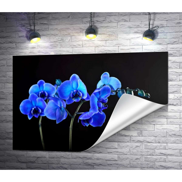 Яркие цветы голубой орхидеи