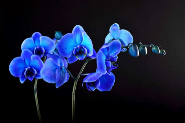 Яскраві квіти блакитної орхідеї