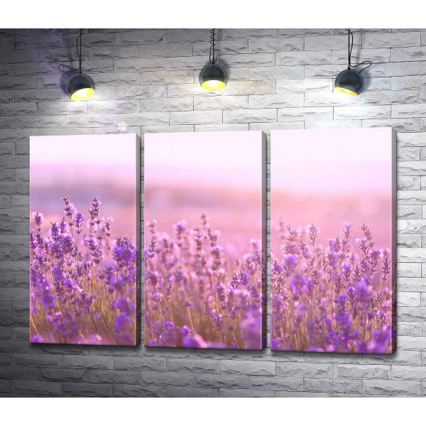 Фиолетовые кусты лаванды в розовом свете заката